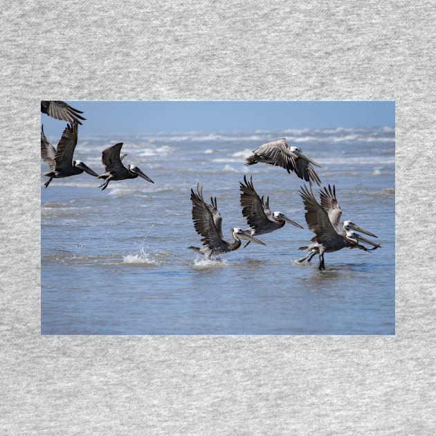 Brown Pelicans Take Flight 2 by Debra Martz